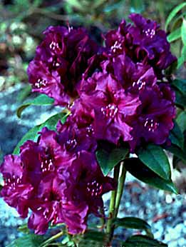 OUT OF STOCK Rhododendron Purple Splendour 4ltr pot size | eBay UK